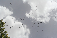 Pyrrhocorax graculus