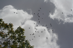 Pyrrhocorax graculus