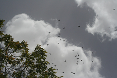 Pyrrhocorax graculus