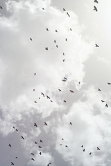 Pyrrhocorax graculus