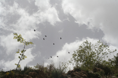 Pyrrhocorax graculus