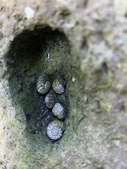 Pseudocharopa ledgbirdi