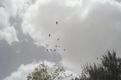 Pyrrhocorax graculus