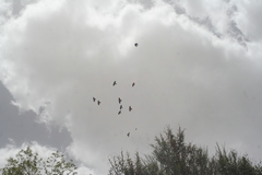 Pyrrhocorax graculus