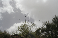 Pyrrhocorax graculus