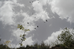 Pyrrhocorax graculus