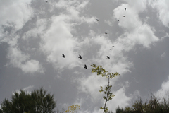 Pyrrhocorax graculus