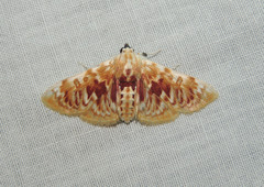 Polygrammodes sanguinalis