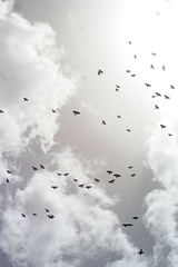 Pyrrhocorax graculus