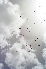 Pyrrhocorax graculus