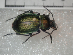 Carabus parreyssi