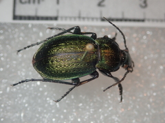 Carabus parreyssi