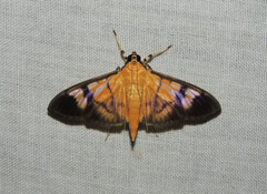 Phostria dohrnii