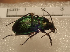 Carabus parreyssi
