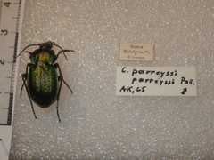 Carabus parreyssi
