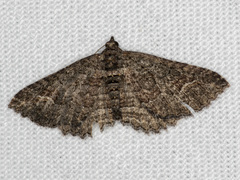 Eucymatoge scotodes