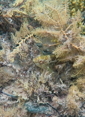 Notolabrus parilus