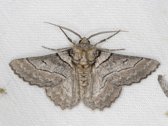 Hypobapta tachyhalotaria