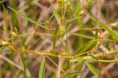 Ludwigia torulosa