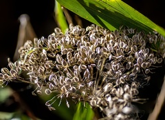Selinum