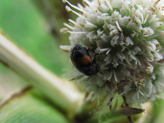 Lexiphanes biplagiatus