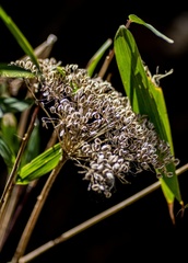 Selinum