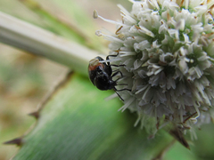 Lexiphanes biplagiatus