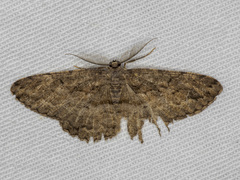 Scioglyptis canescaria