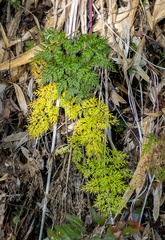 Selinum