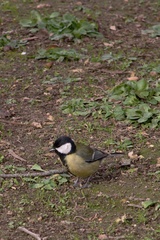 Parus major