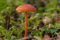 Hygrocybe marchii