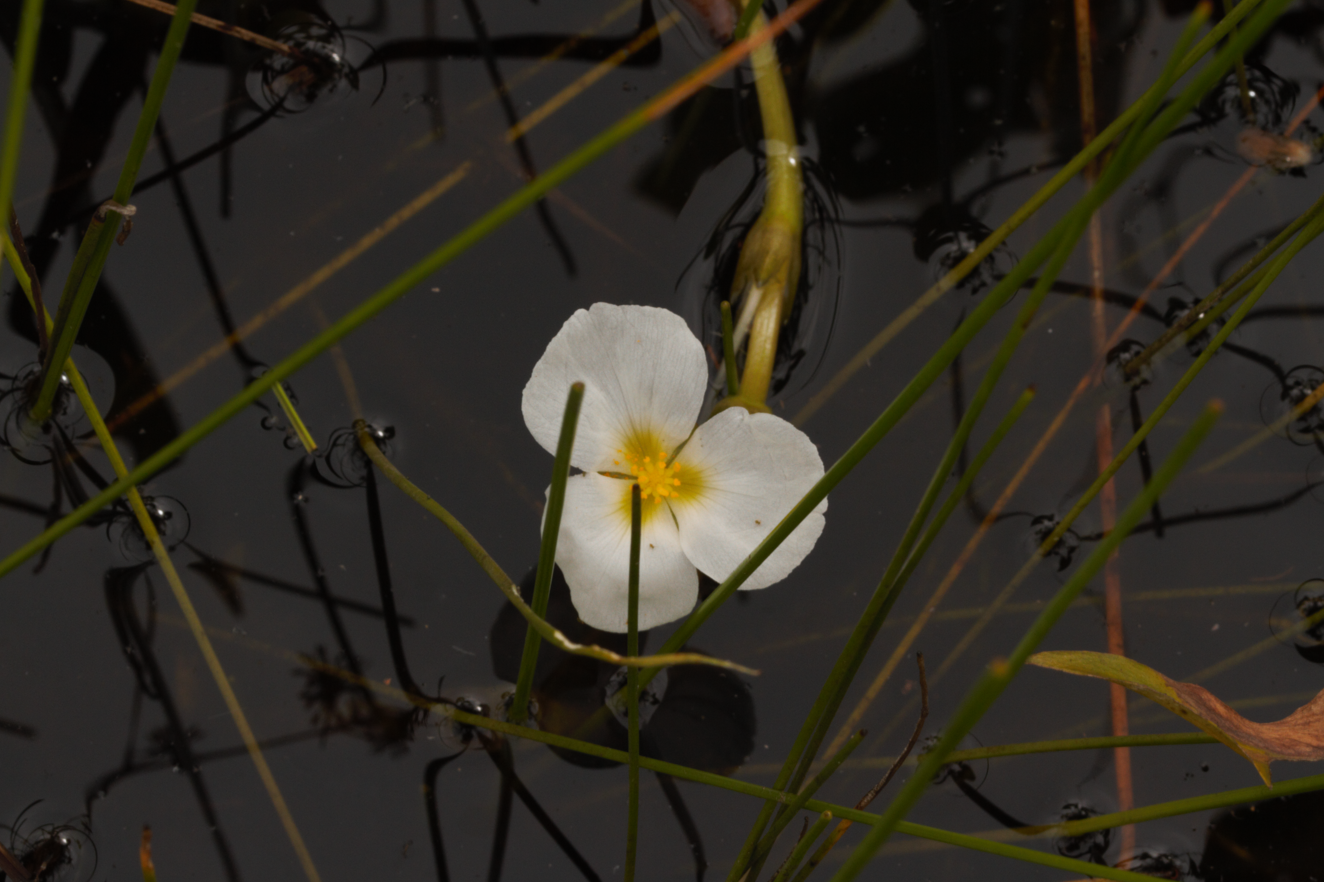 Amazon Sword Plant (Sagittaria rhombifolia)