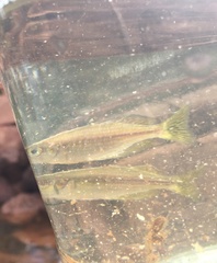 Melanotaeniidae