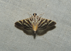 Spilomela discordens