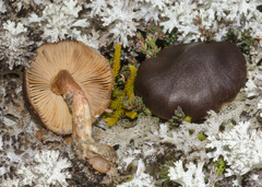 Cortinarius xenosma