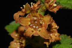 Ribes erythrocarpum