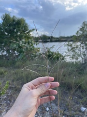 Paspalum arundinaceum