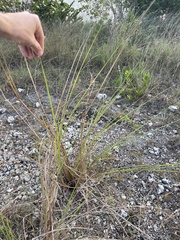 Paspalum arundinaceum