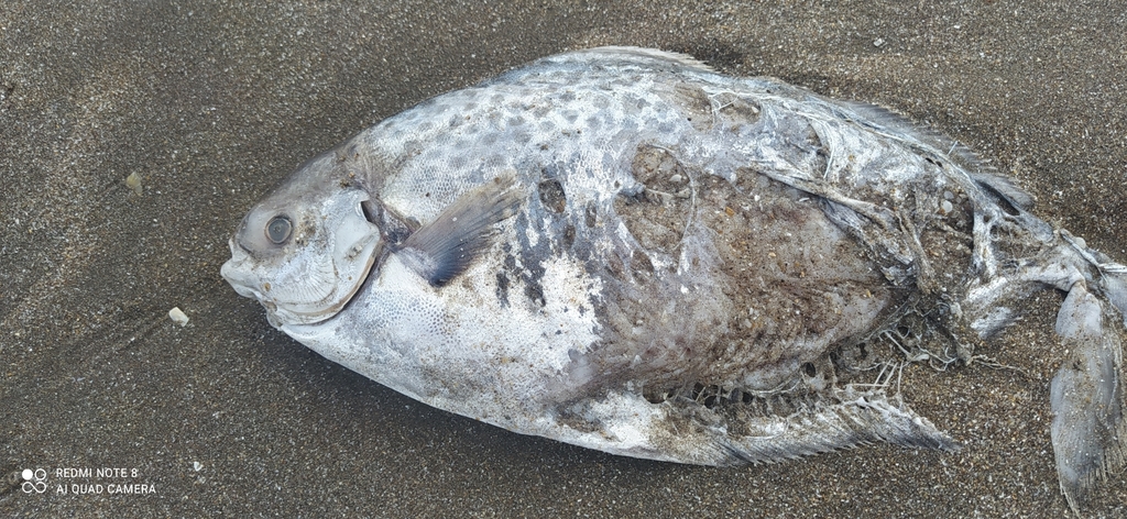 Southwest Atlantic butterfish