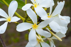 Plumeria tuberculata