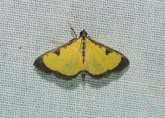 Goniorhynchus hampsoni