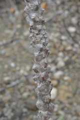 Plumeria tuberculata