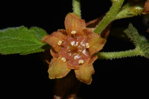 Image of Ribes erythrocarpum by (c) Brian Finzel, some rights reserved (CC BY-SA)