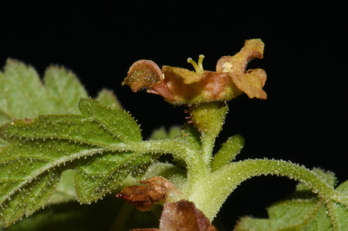 Image of Ribes erythrocarpum by (c) Brian Finzel, some rights reserved (CC BY-SA)