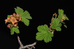 Ribes erythrocarpum