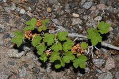 Ribes erythrocarpum