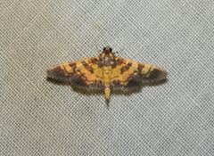Ategumia dilecticolor