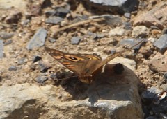Junonia genoveva