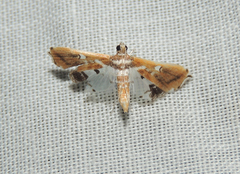 Neoleucinodes alegralis