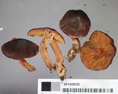 Cortinarius xenosma